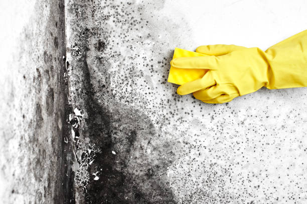 Best Attic Mold Remediation in Diamondhead, MS