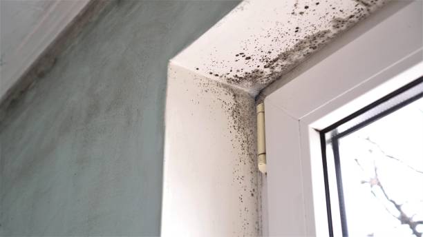 Diamondhead, MS Mold Remediation Company