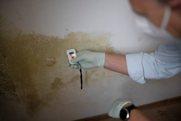 Best Post-Flood Mold Remediation in Diamondhead, MS