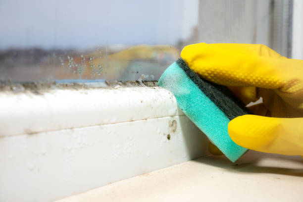 Best Kitchen Mold Remediation in Diamondhead, MS