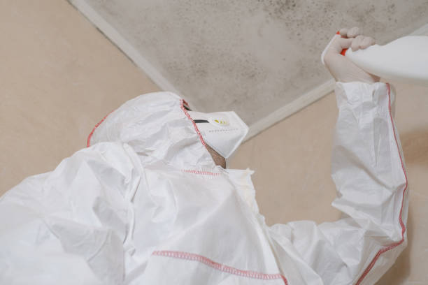 Best White Mold Remediation in Diamondhead, MS