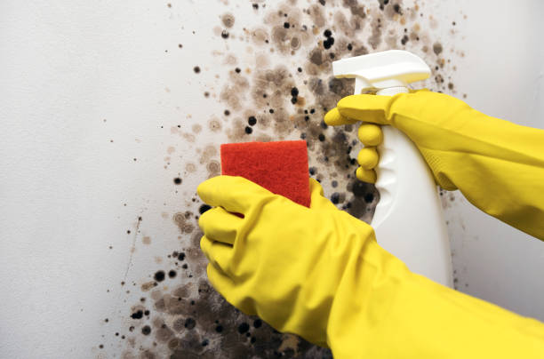 Best Attic Mold Remediation in Diamondhead, MS
