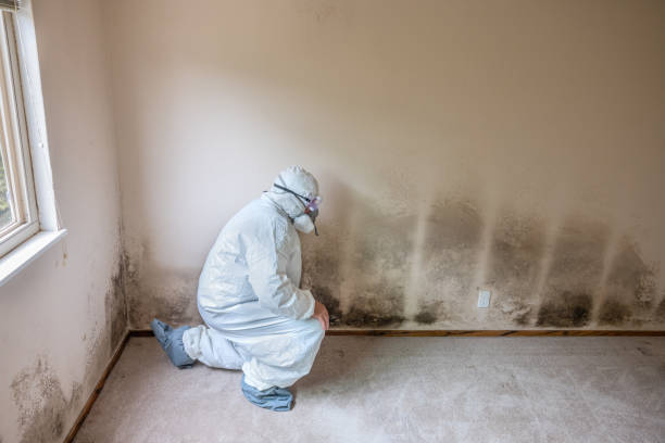 Best Crawl Space Mold Remediation in Diamondhead, MS